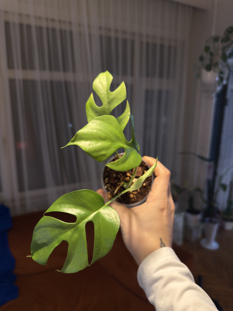 Monstera Minima