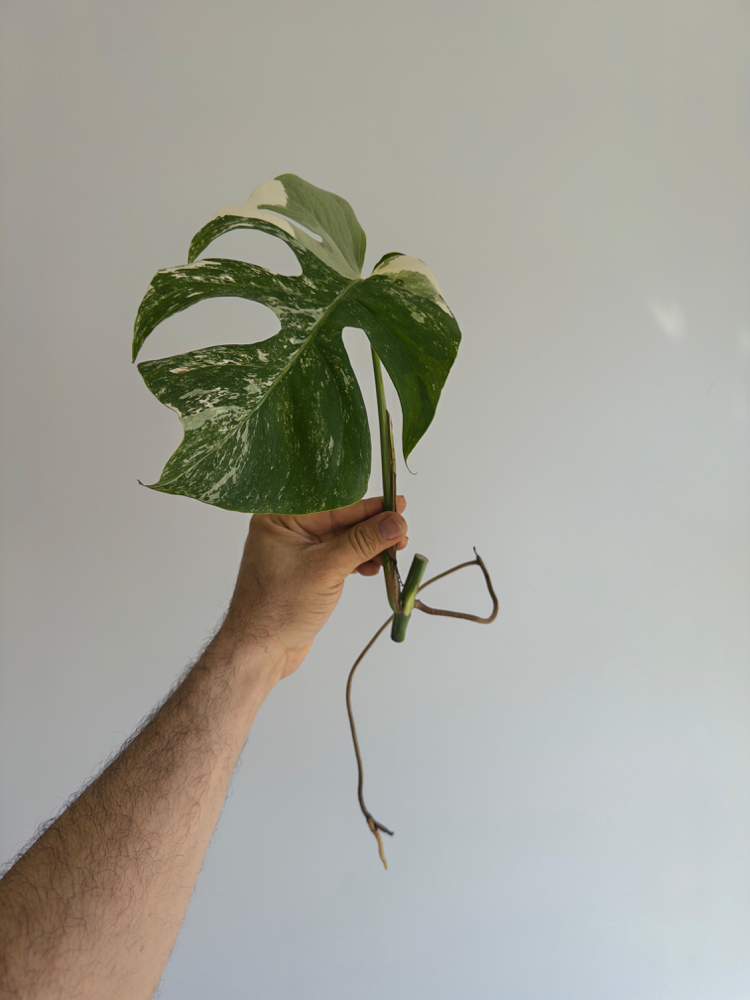 Monstera Deliciosa Albo