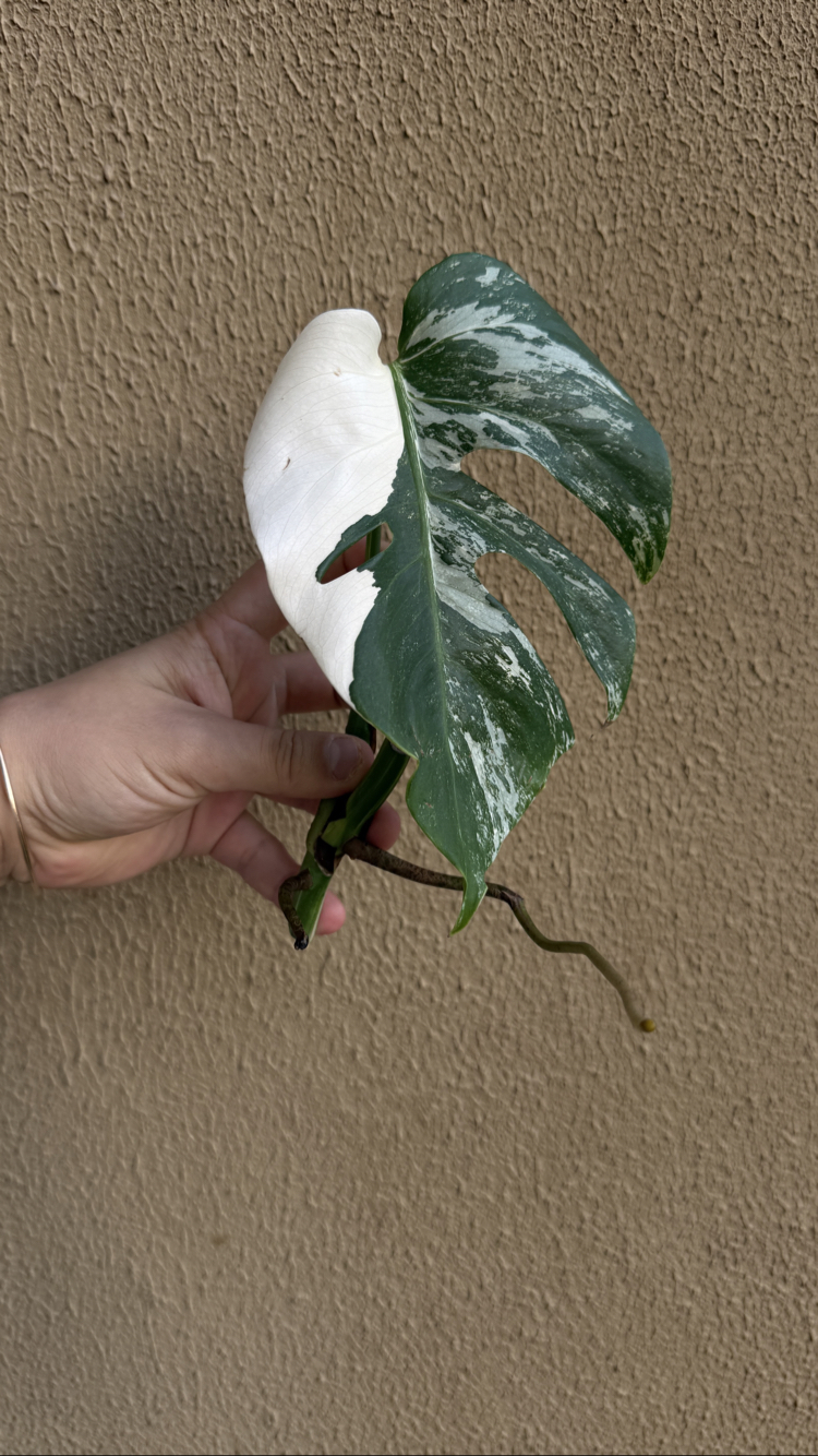 Monstera Deliciosa Çelik 