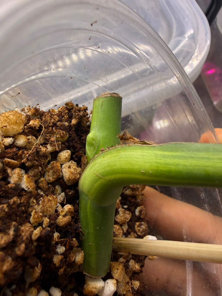 Monstera Aurea Çelik