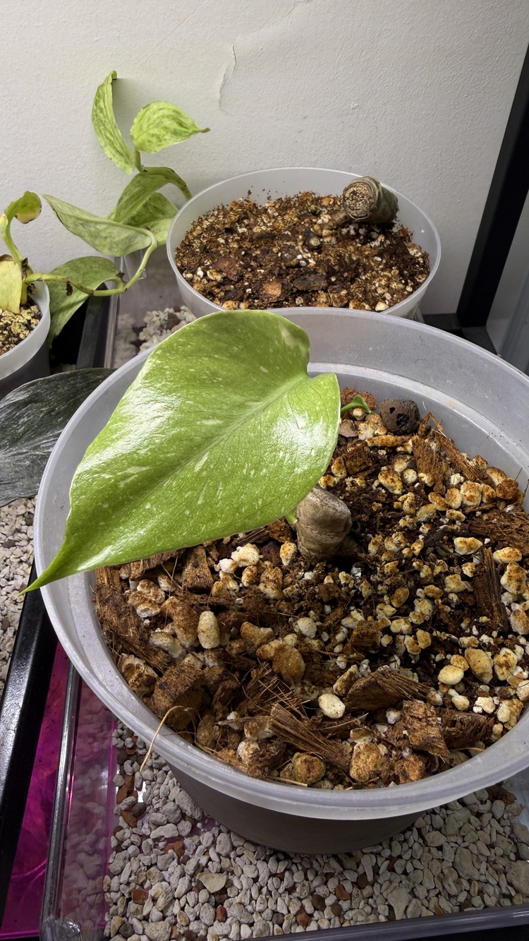 Monstera Thai Constellation(2 adet)