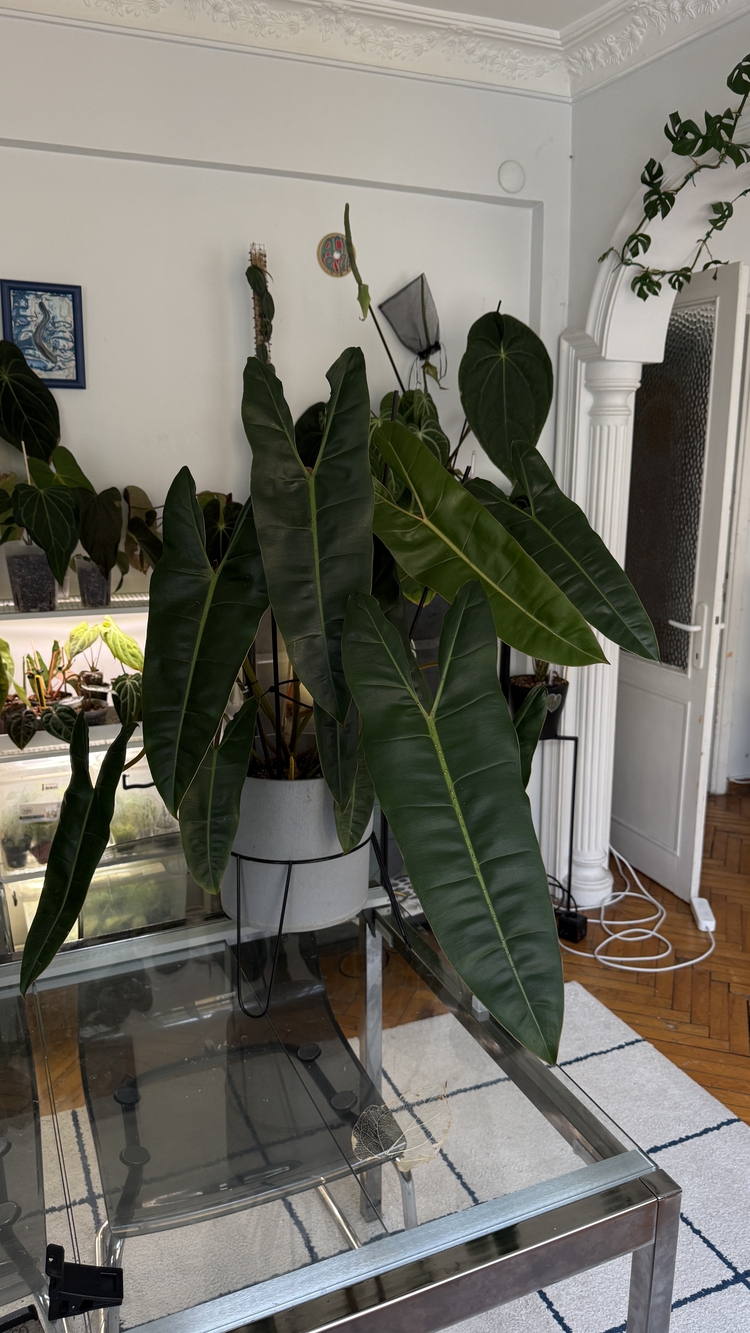 Philodendron Billiate