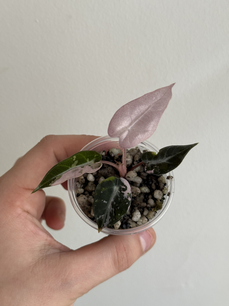 alocasia bambino pink variegated