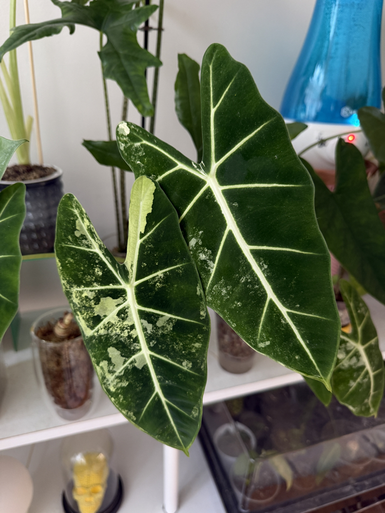 Alocasia Frydek 