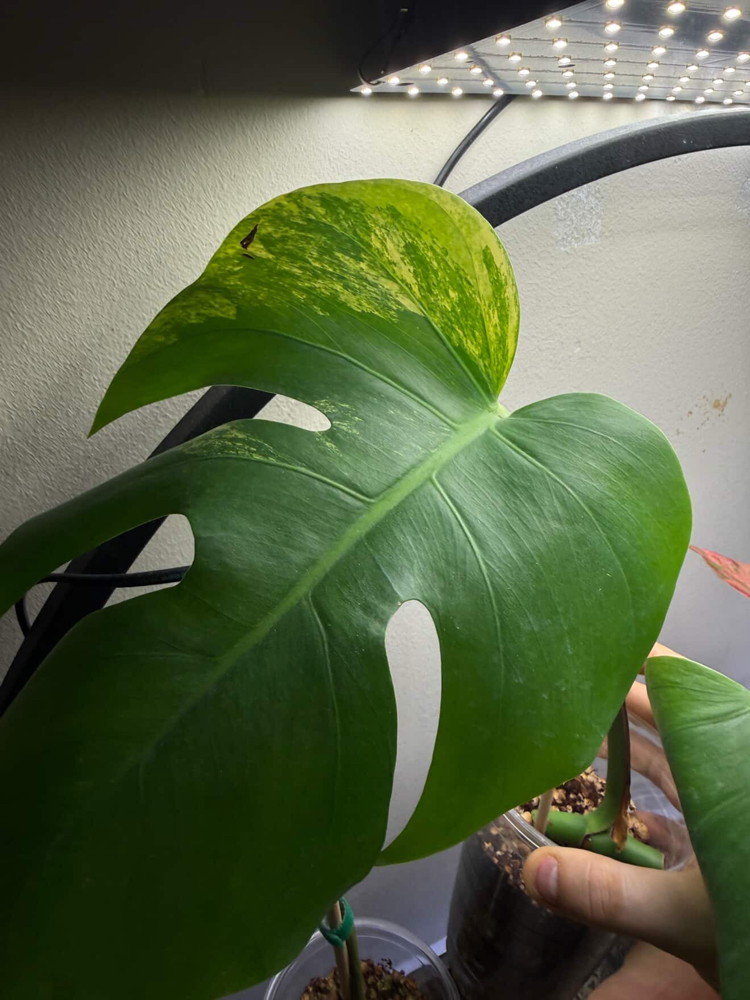 Monstera Aurea Çelik