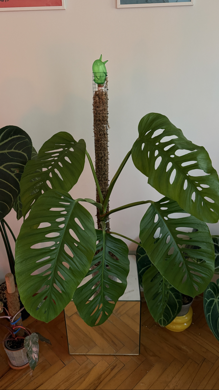 Monstera Laniata X large form 
