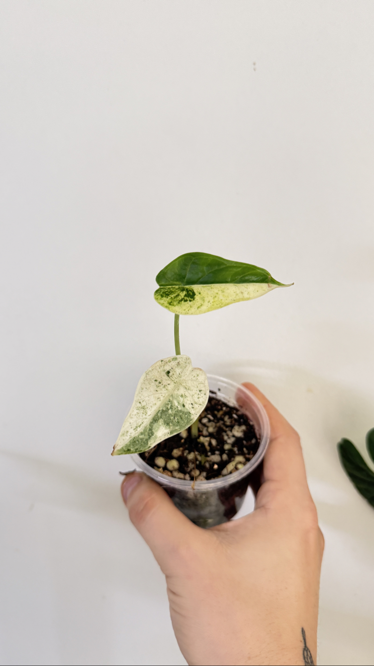 Alocasia Dragon Scale Mint Variegated