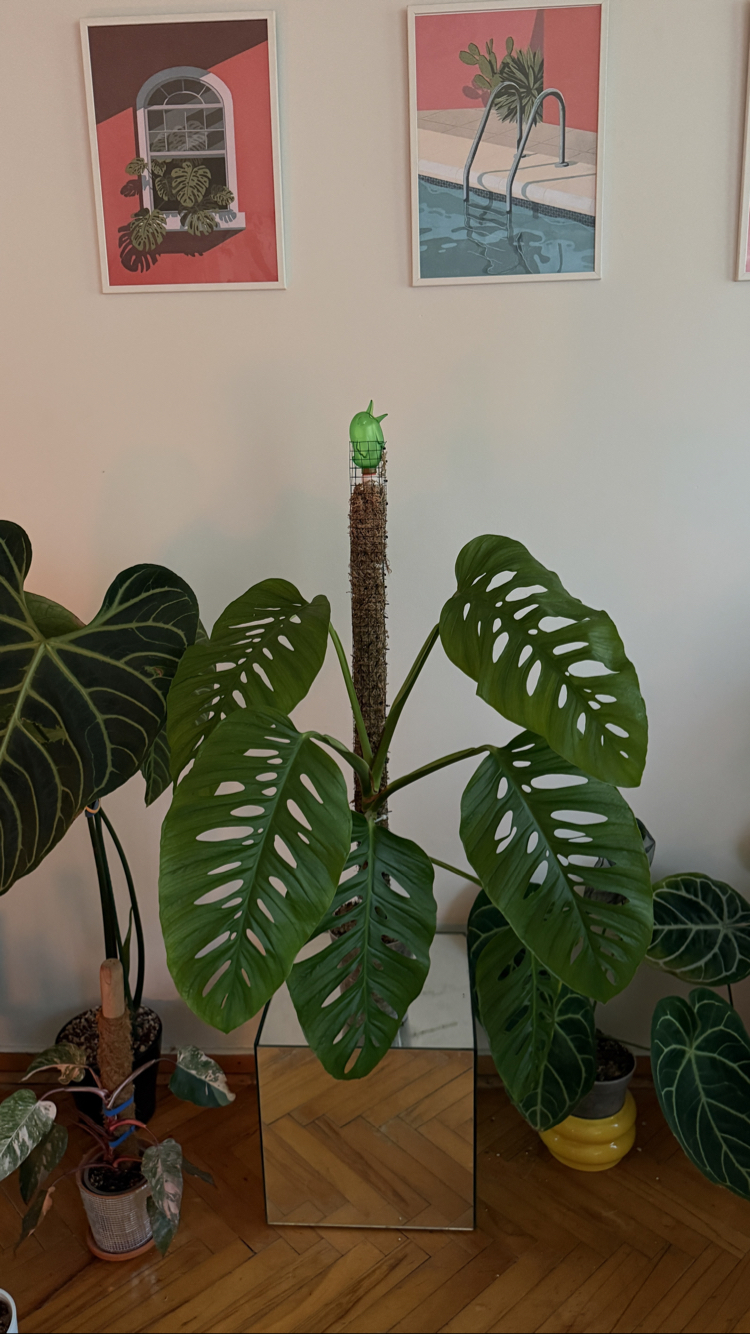 Monstera Laniata X large form 