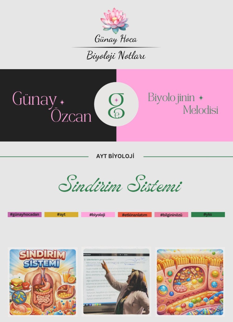 GÜNAY HOCA DERS NOTLARI / SİNDİRİM SİSTEMİ (PDF)