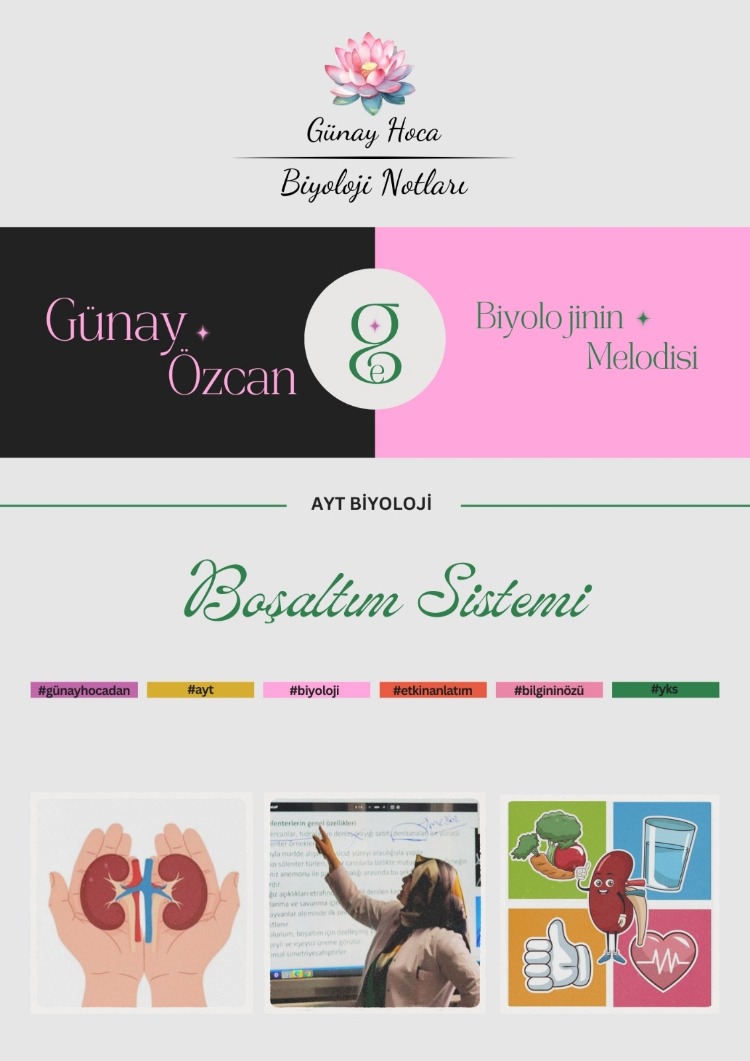 GÜNAY HOCA DERS NOTLARI / BOŞALTIM SİSTEMİ (PDF)