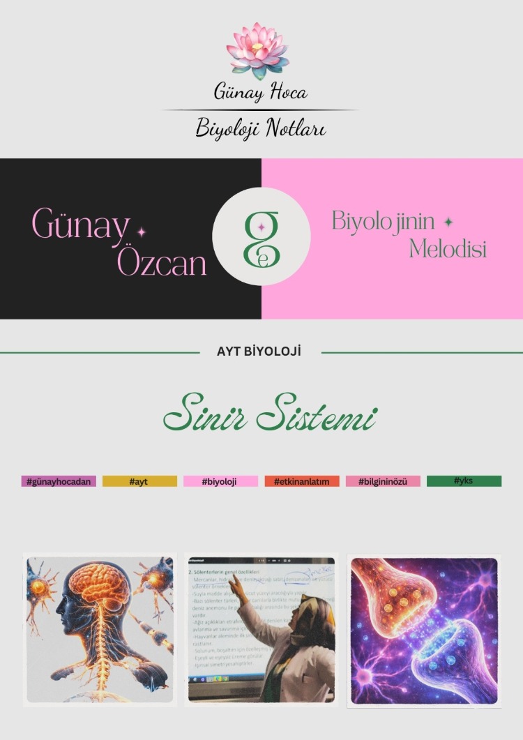 GÜNAY HOCA DERS NOTLARI / SİNİR SİSTEMİ (PDF)