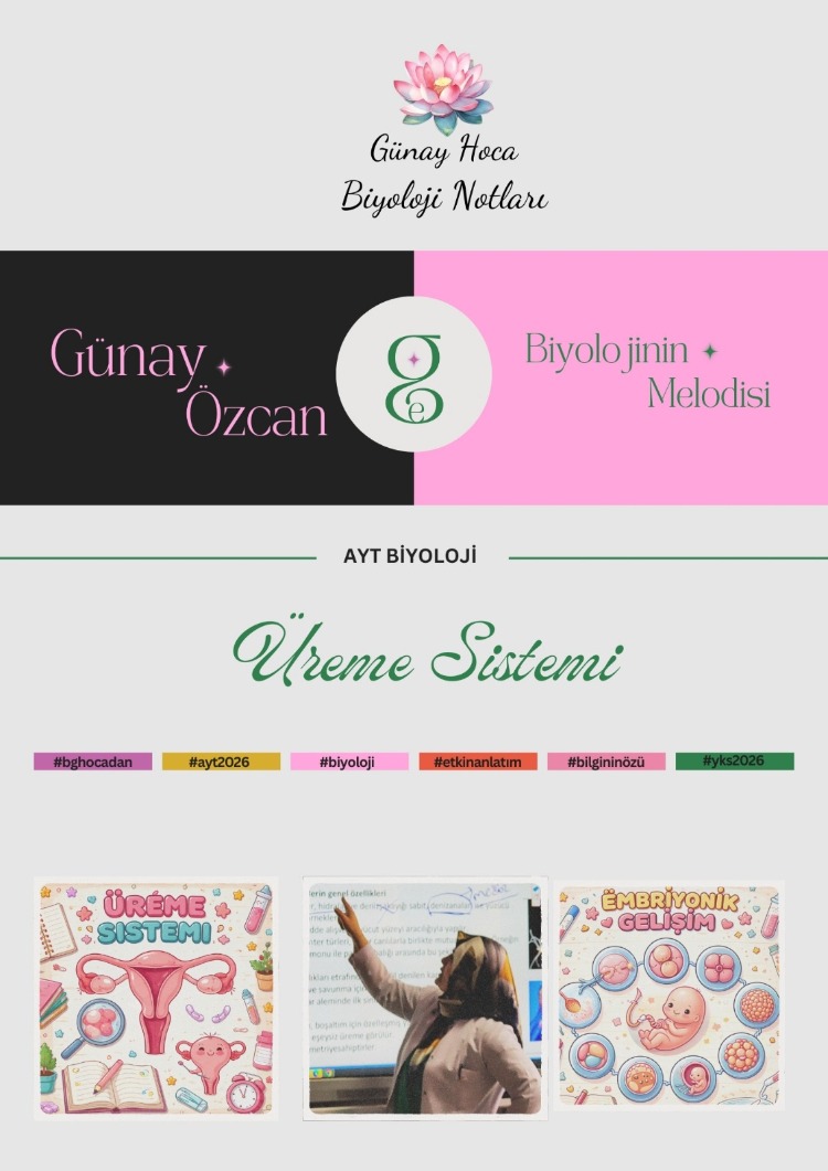 GÜNAY HOCA DERS NOTLARI / ÜREME SİSTEMİ (PDF)