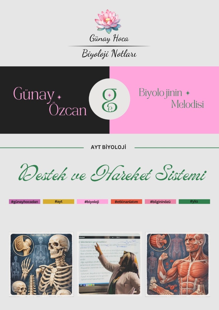 GÜNAY HOCA DERS NOTLARI / DESTEK HAREKET SİSTEMİ (PDF)