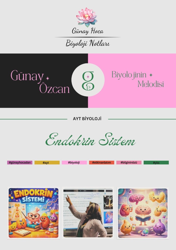 GÜNAY HOCA DERS NOTLARI / ENDOKRİN SİSTEM (PDF)
