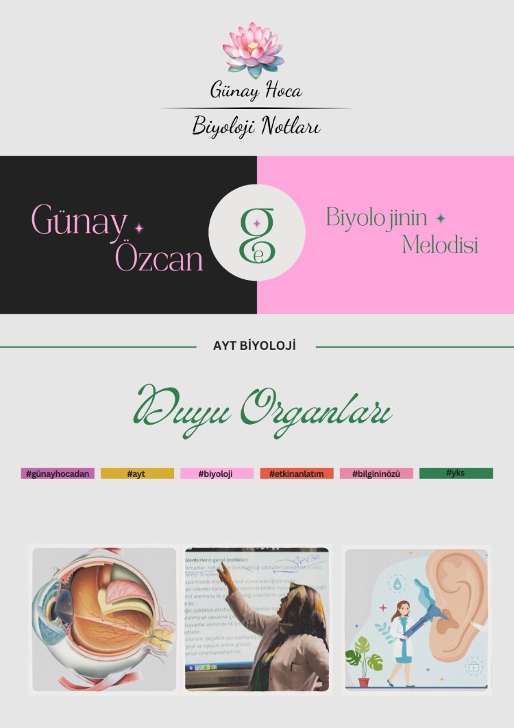 GÜNAY HOCA DERS NOTLARI / DUYU ORGANLARI (PDF)
