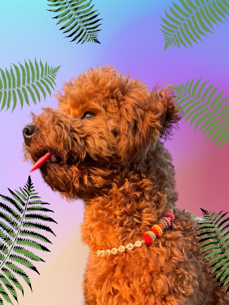 Mimosa - Renkli Kedi Köpek Kolyesi