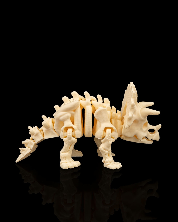 Triceratops İskeleti