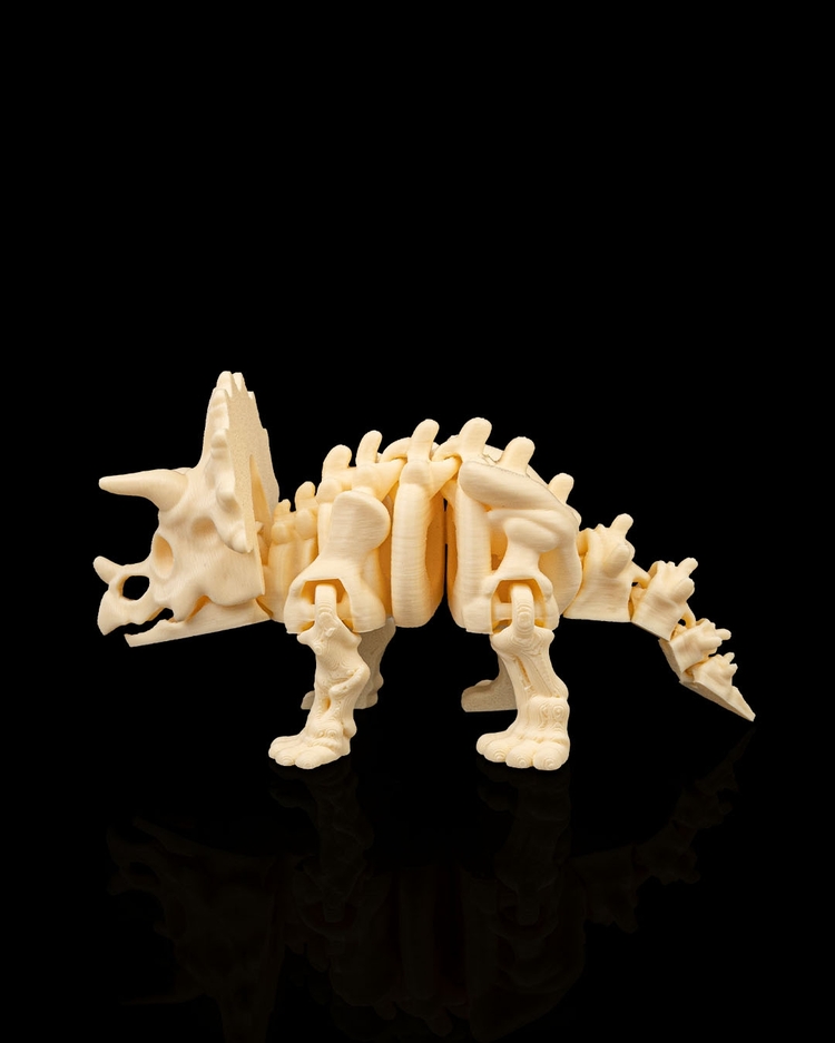 Triceratops İskeleti