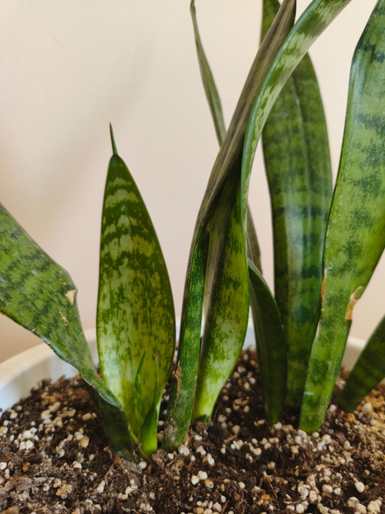 Paşa Kılıcı - Dracaena trifasciata