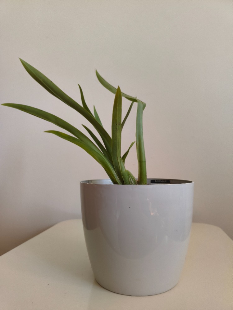 Kokulu Cambria Orkide - Cambria Oncidium