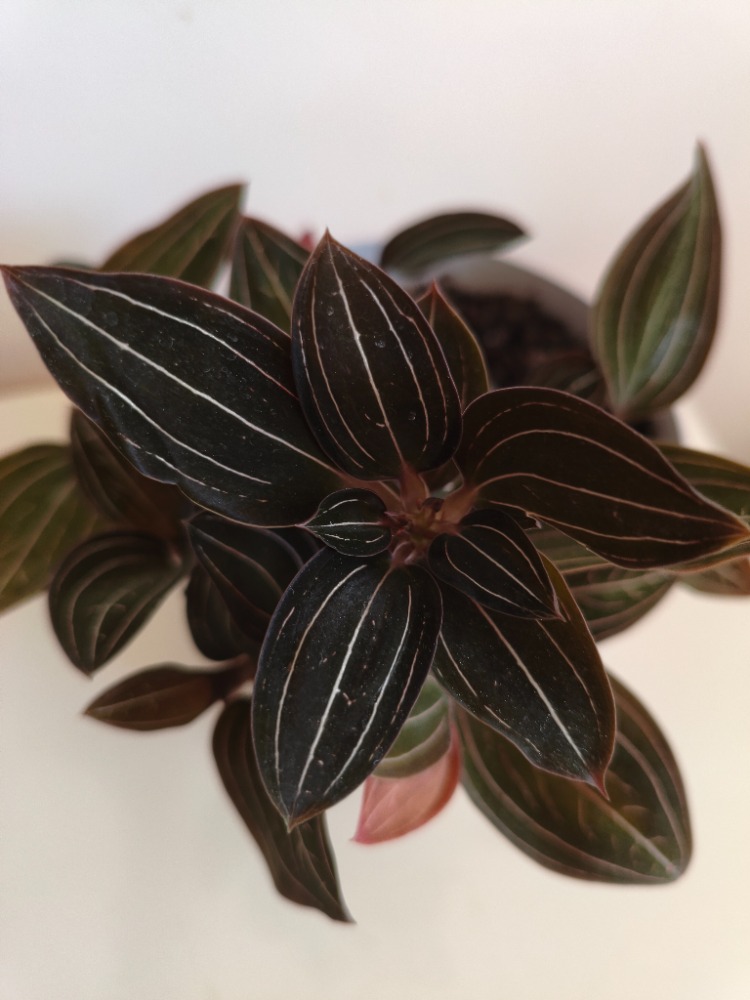 Mücevher Orkide - Ludisia Discolor