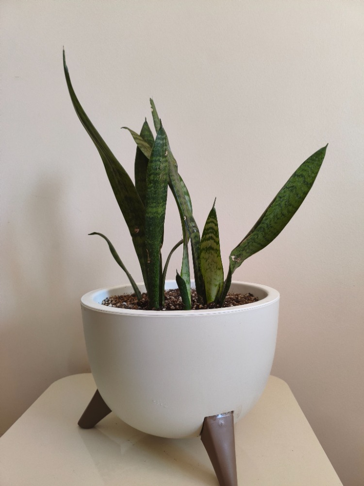 Paşa Kılıcı - Dracaena trifasciata