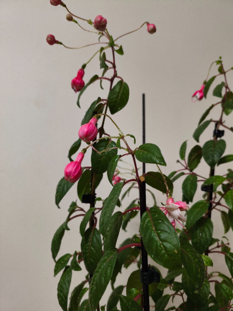 Küpe Çiçeği - Fuchsia