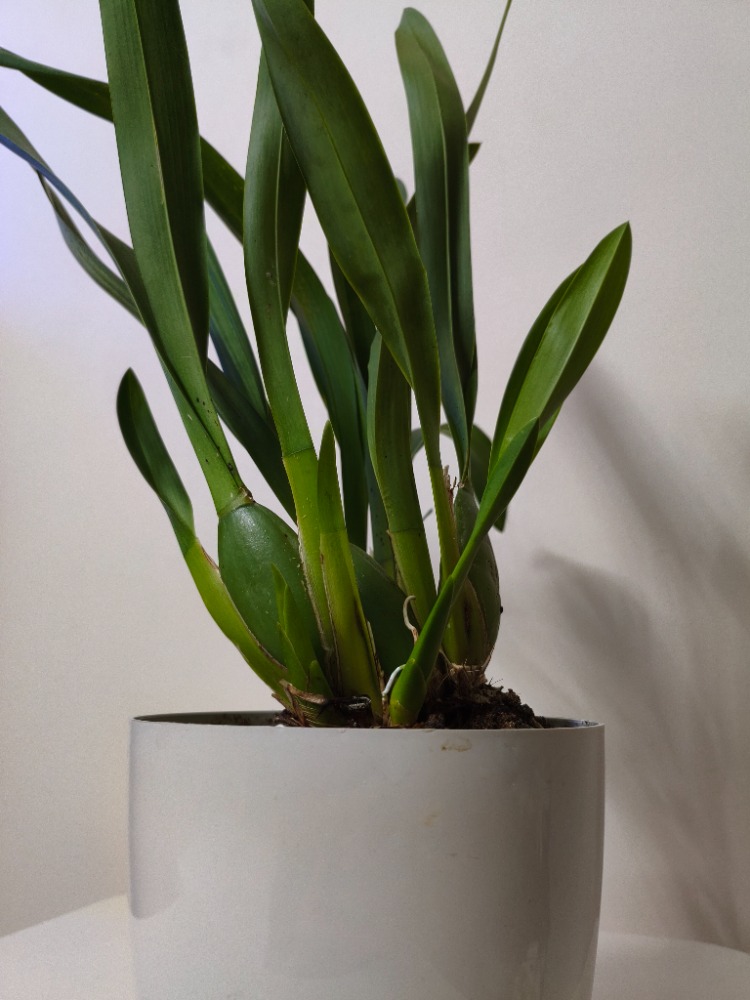 Zygopetalum Orkide