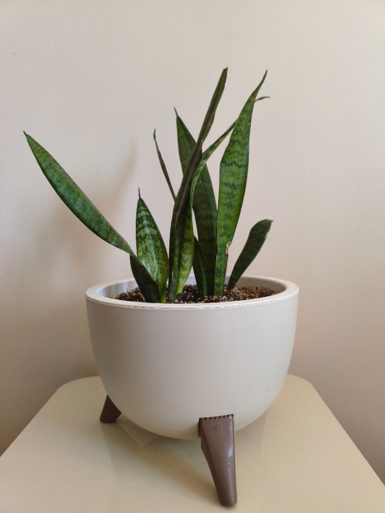 Paşa Kılıcı - Dracaena trifasciata