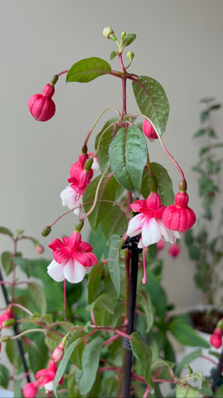 Küpe Çiçeği - Fuchsia