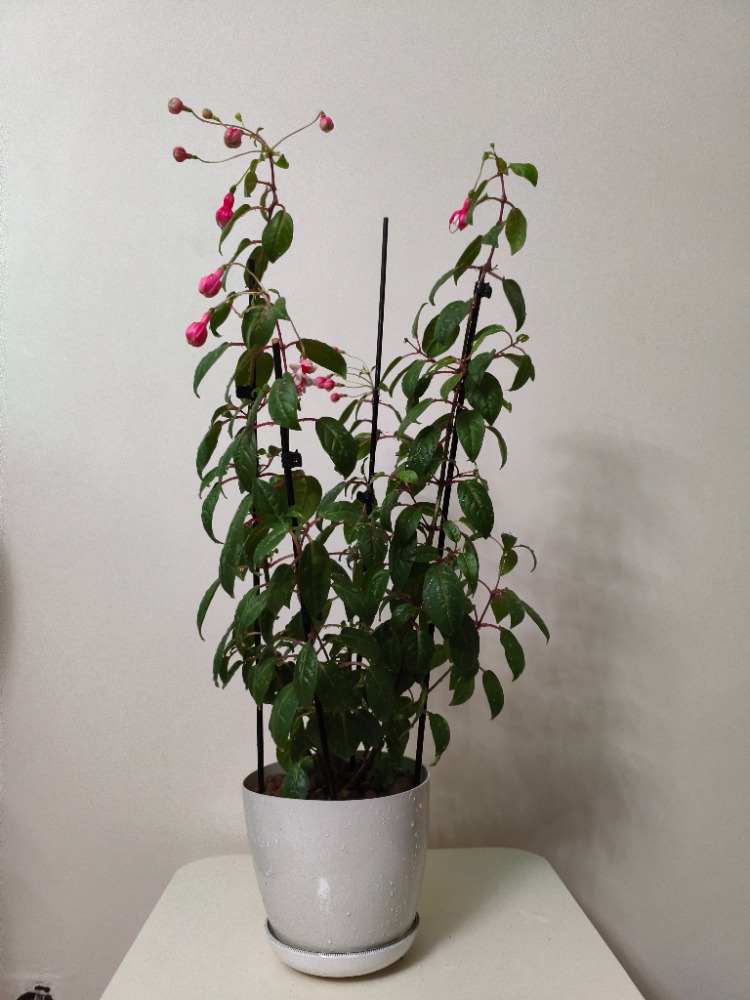 Küpe Çiçeği - Fuchsia