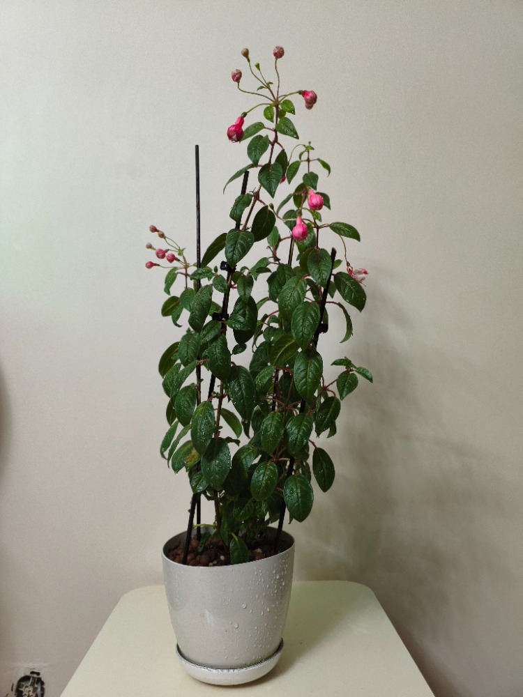Küpe Çiçeği - Fuchsia