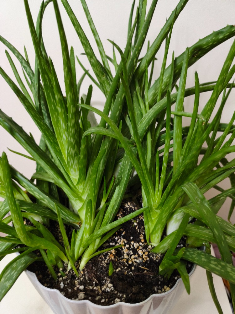 Aloe Vera