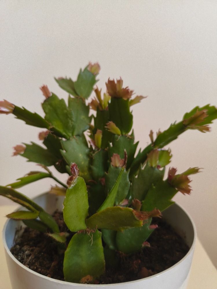 Yılbaşı Kaktüsü - Schlumbergera