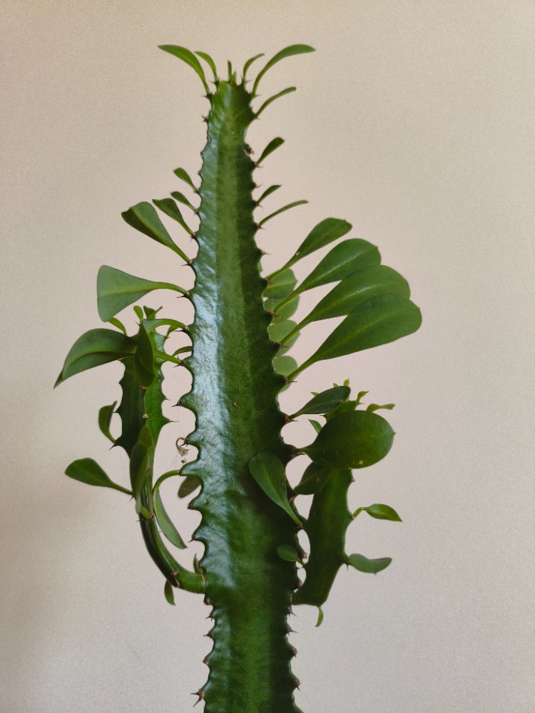 Süt Ağacı - Euphorbia trigona