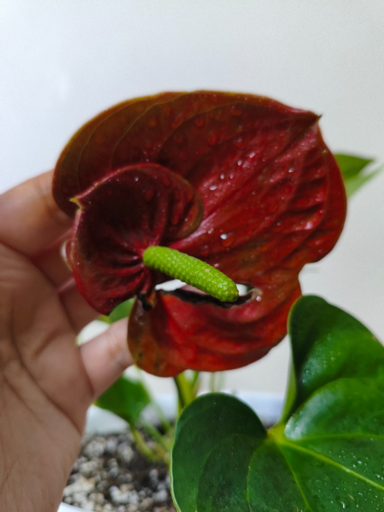 Kırmızı Antoryum - Anthurium Andraeanum Red
