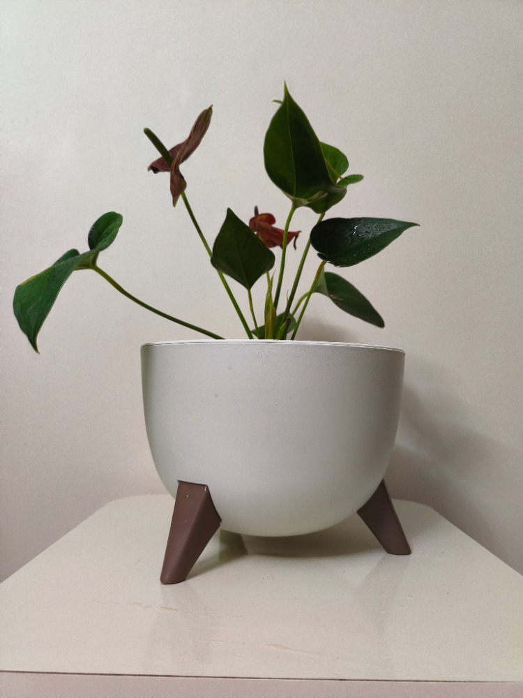 Kırmızı Antoryum - Anthurium Andraeanum Red