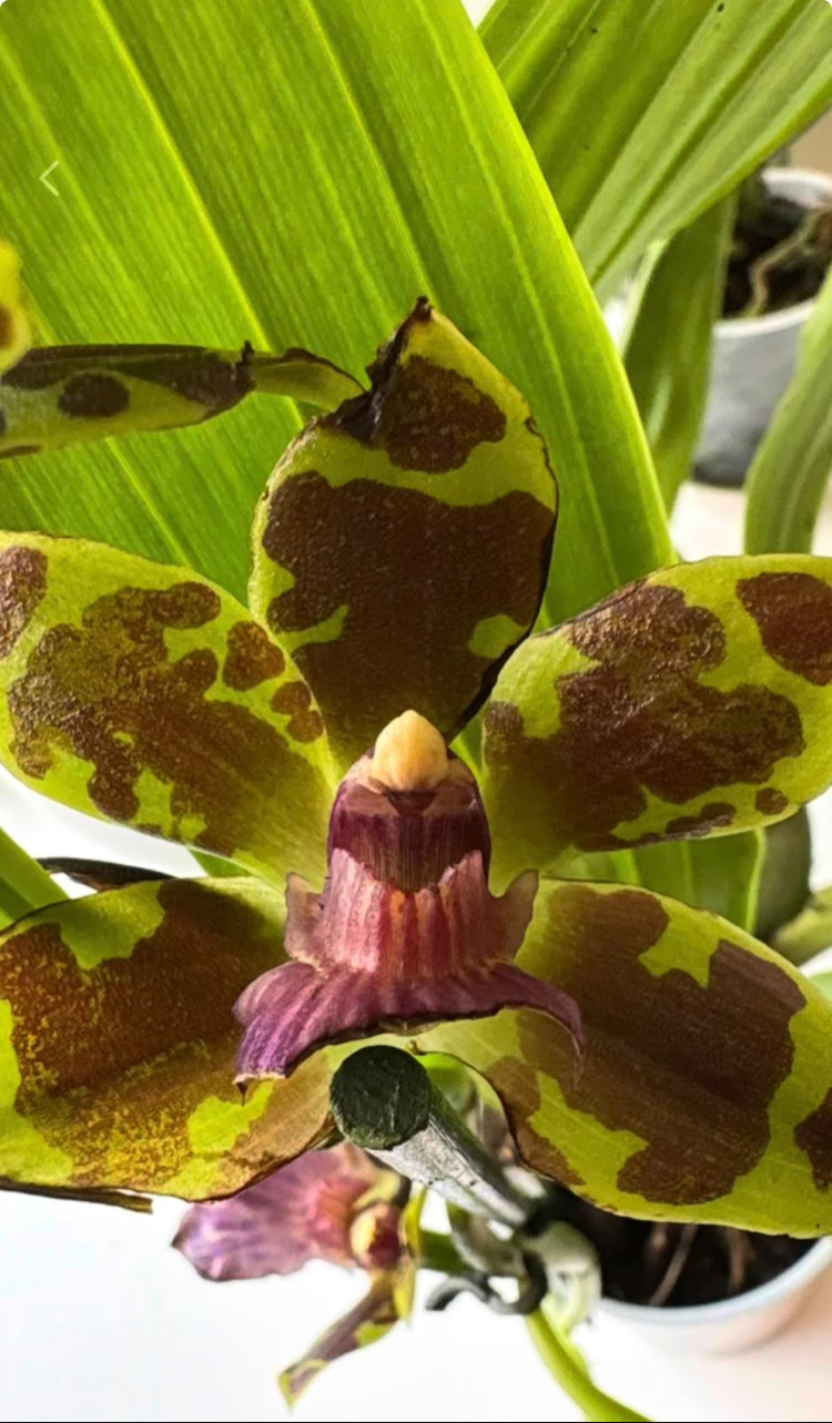Kokulu Cambria Orkide - Cambria Oncidium