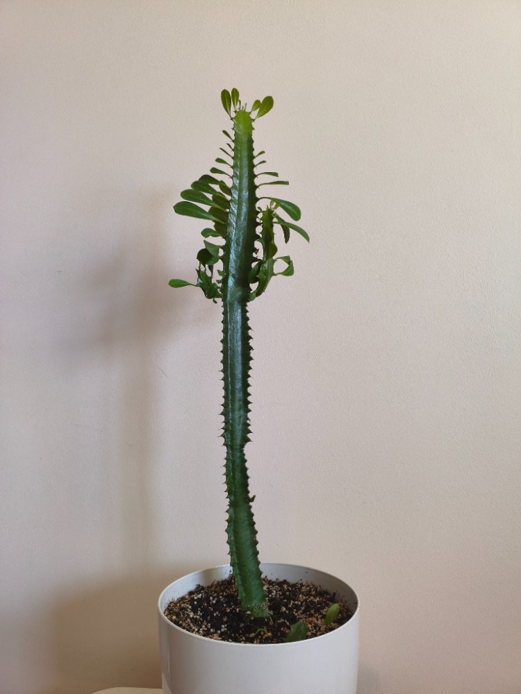 Süt Ağacı - Euphorbia trigona
