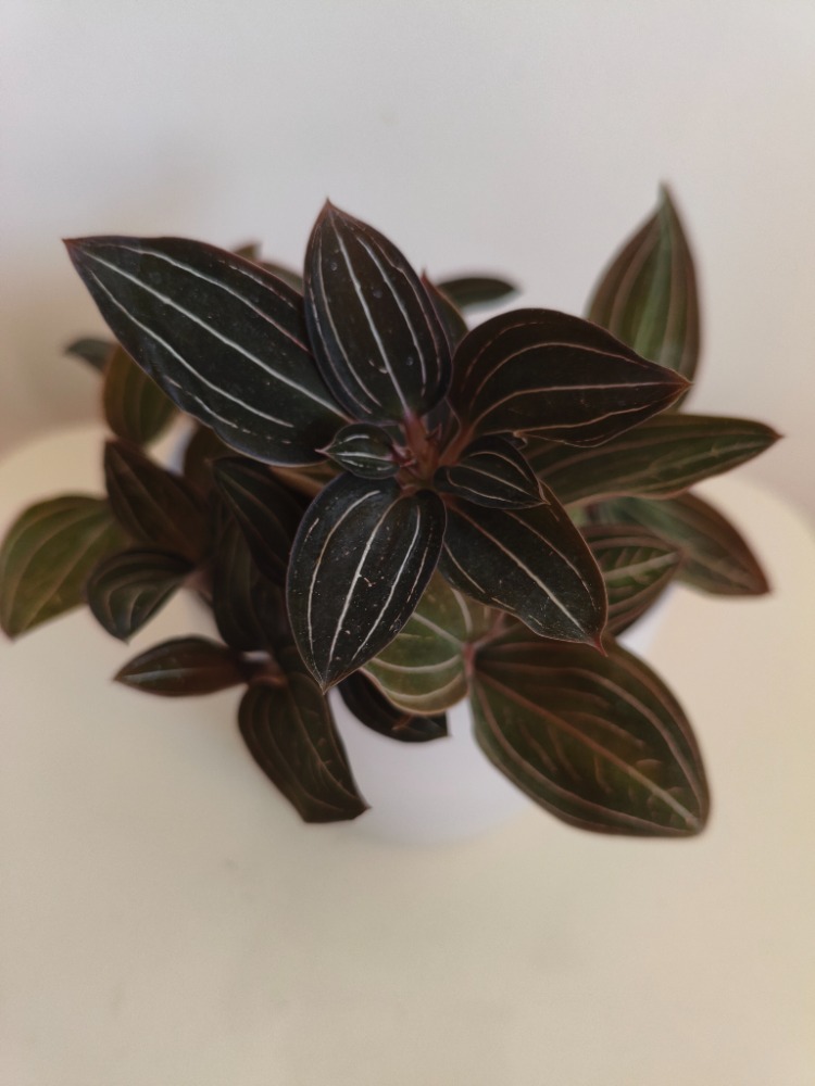 Mücevher Orkide - Ludisia Discolor