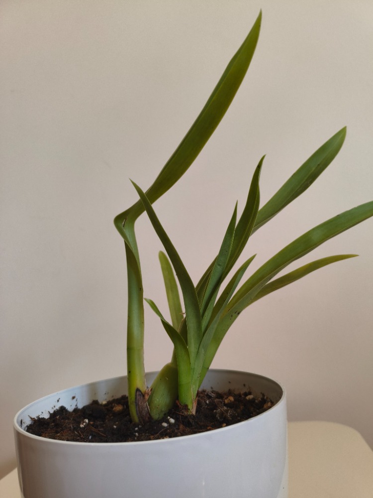 Kokulu Cambria Orkide - Cambria Oncidium
