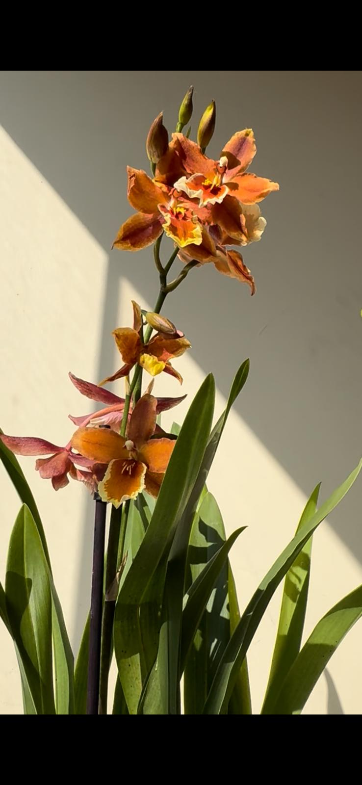 Zygopetalum Orkide