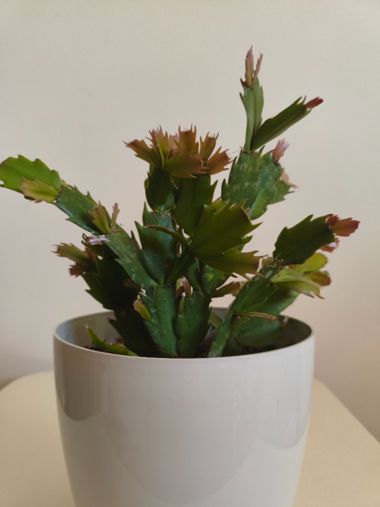 Yılbaşı Kaktüsü - Schlumbergera