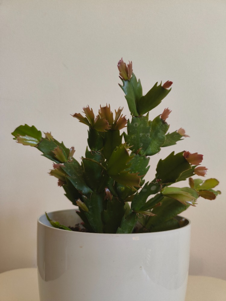 Yılbaşı Kaktüsü - Schlumbergera