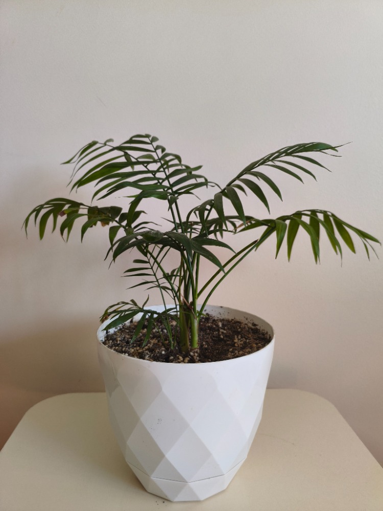 Dağ Palmiyesi-Chamaedorea Elegans