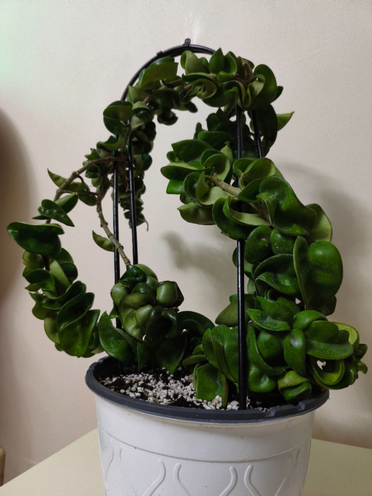 Mum Çiçeği - Hoya Compacta Green