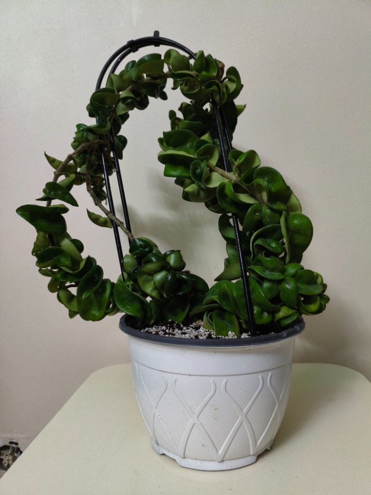 Mum Çiçeği - Hoya Compacta Green