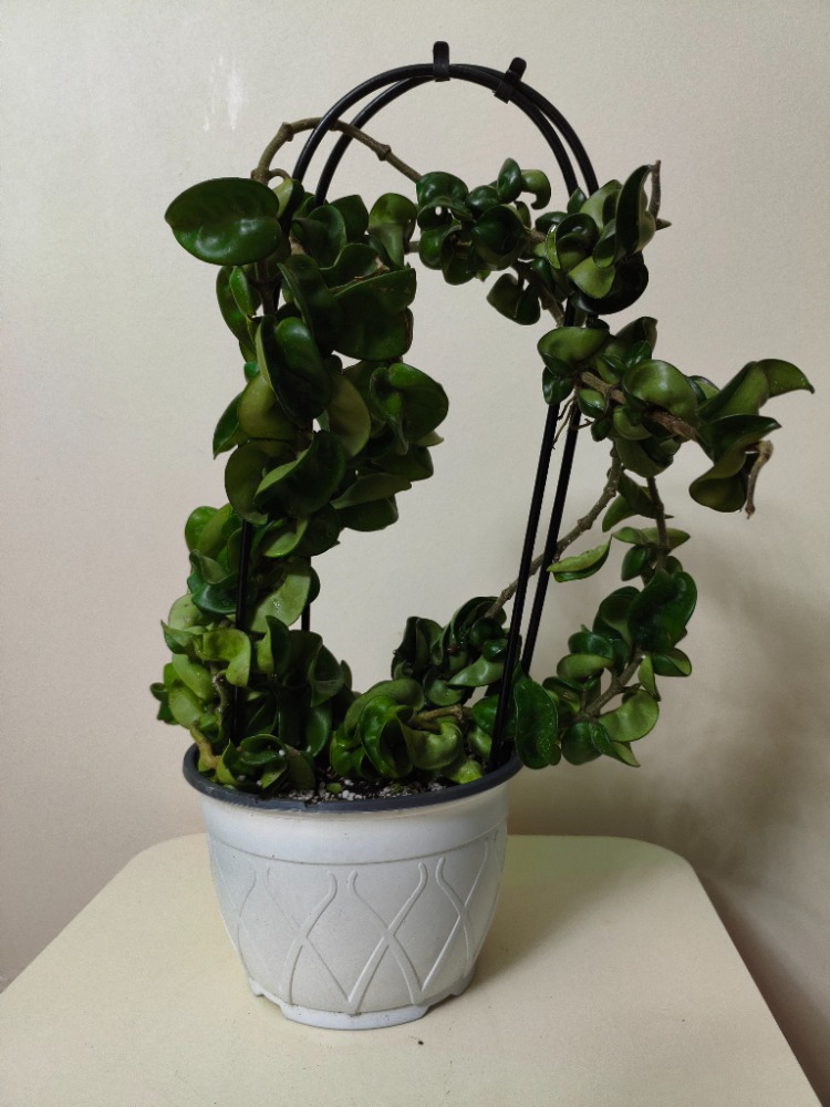 Mum Çiçeği - Hoya Compacta Green