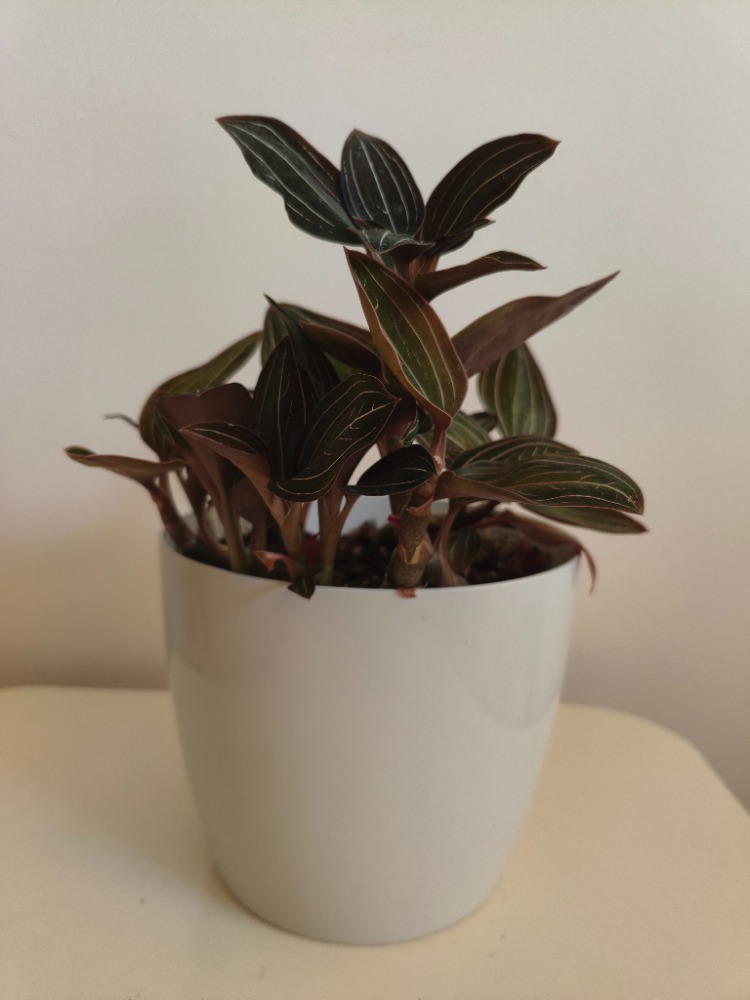 Mücevher Orkide - Ludisia Discolor