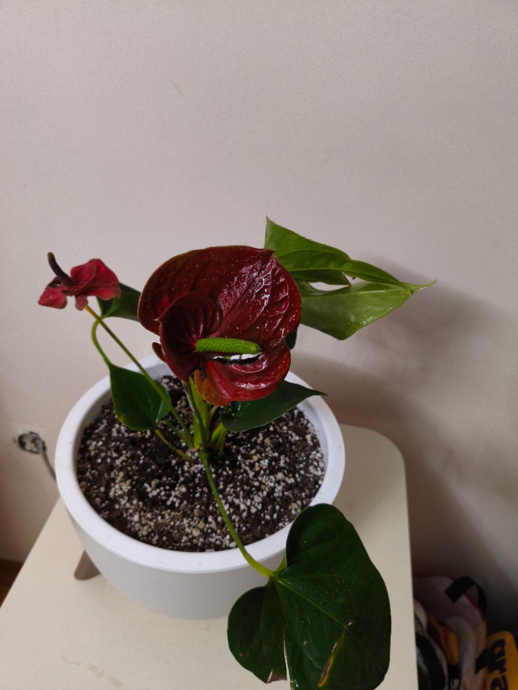 Kırmızı Antoryum - Anthurium Andraeanum Red
